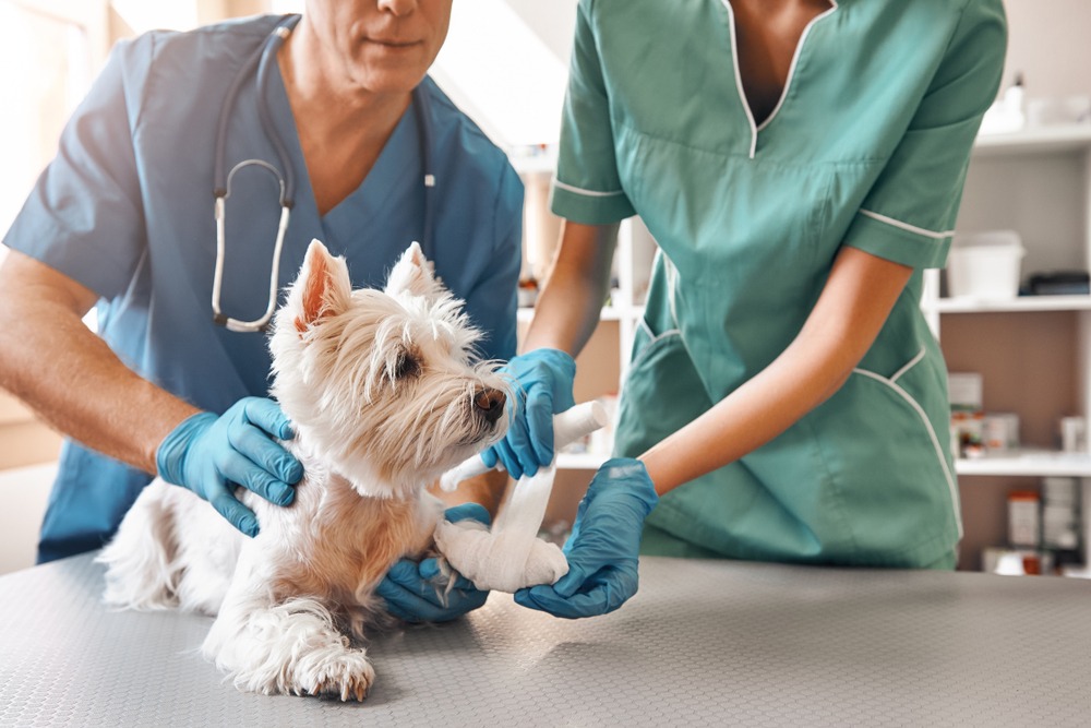Clínica Veterinária: Mais Controle de Consultas e Retornos